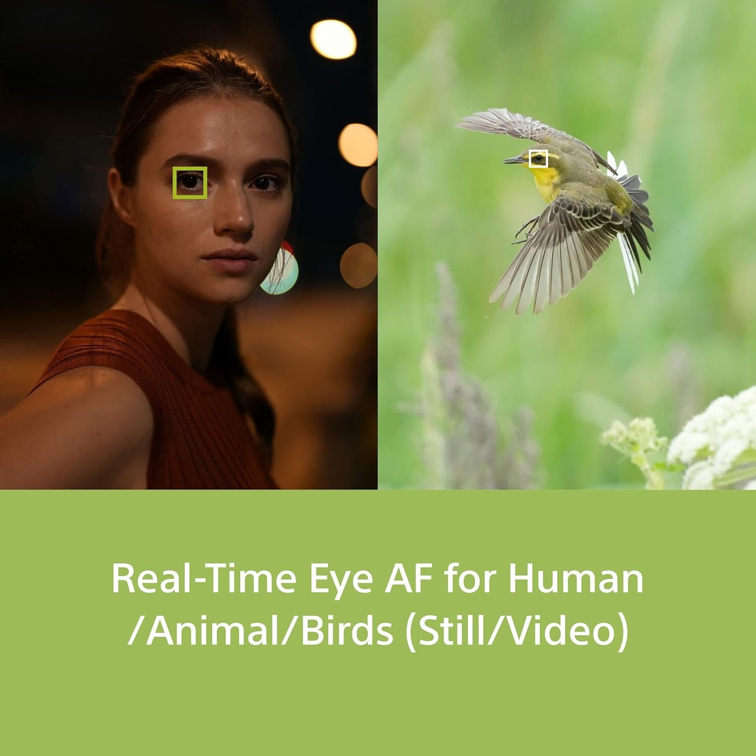 71LekWShpAL._SL1500_